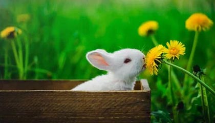 LEYU SPORTS中国官方网站-步行者完封凯尔特人，全明星赛前哨战中哈利伯顿锁死对手，2019季后赛步行者对凯尔特人